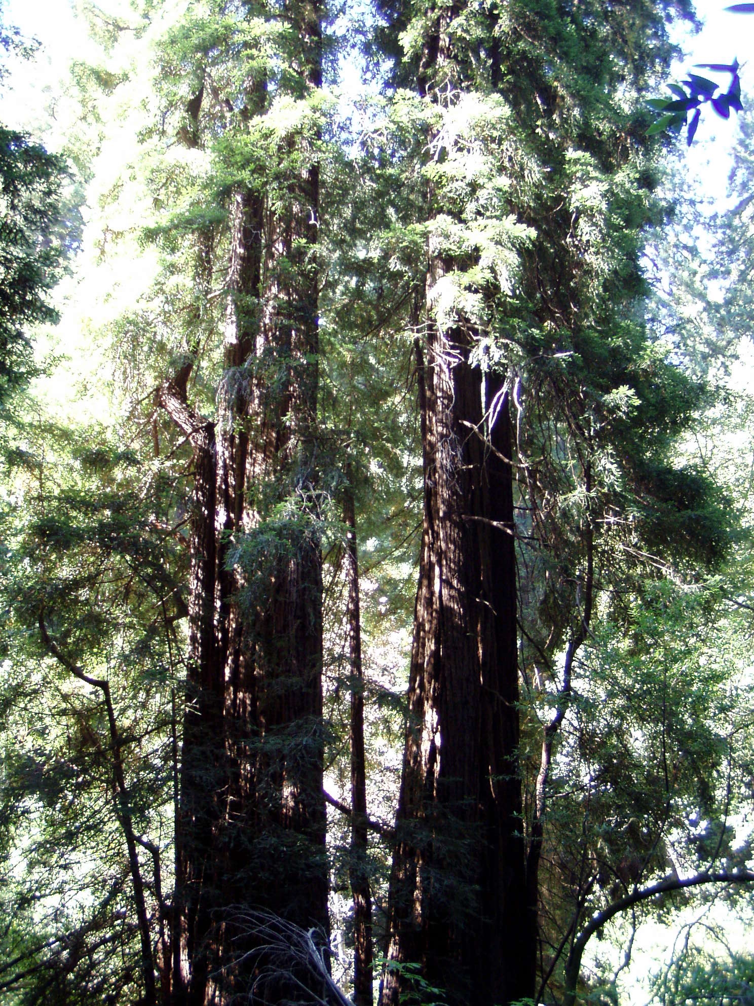 Muir Woods